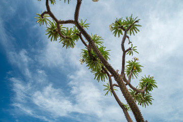 &aacute;rbol, la palma, cielo, naturaleza, tropical, verde, verano, palmera, coco, f&aacute;brica, hojas