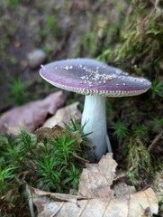 Enchanted Forest Discovery  Stunning Small Purple Mushroom in Magical Woodland