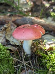 Beautiful small red mushroom surrounded by green moss in a peaceful forest setting