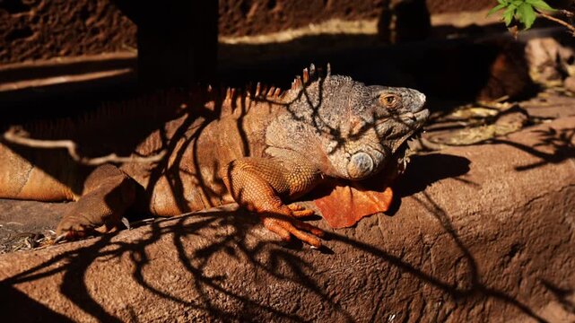 Galapagos Land Iguana - yellow land iguana in Tenerife.Close-up of male land iguana. High quality FullHD footage