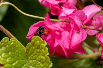 Close up of black bee on pink flower