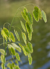 Close Up of a Backlit Stem of Inland Sea Oats on a Breezy Day with Water in the Background