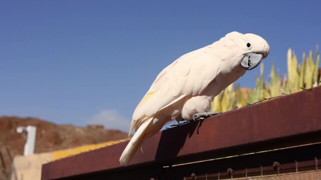 White Cockatoo, Umbrella Cockatoo, standing in Tenerife. High quality FullHD footage