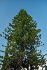 arboles de abetos, naturaleza, plantas, fondo azul, nubes, araucaria, pino grande, pino en el cielo, 