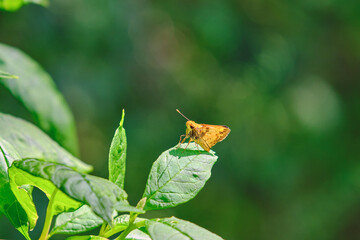 Zabulon skipper butterfly isolated on a green leaf during summer