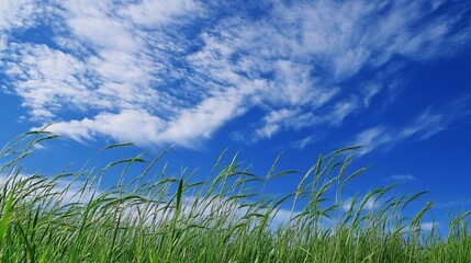 Obraz premium Lush Green Grass Under Blue Sky