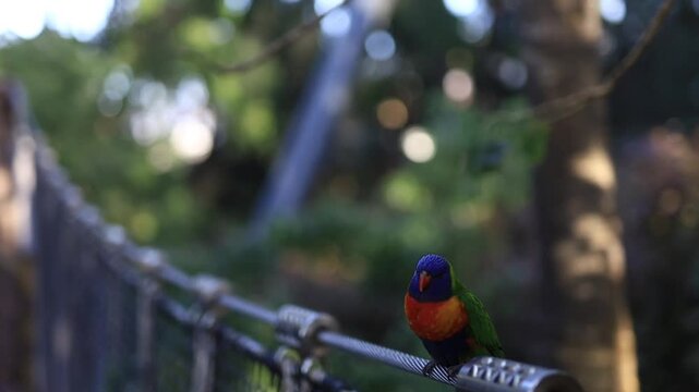 Red parrot sitting in tree (Lorius domicella)