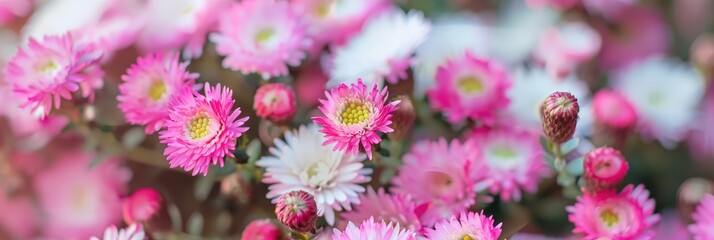 Obraz premium Close-up of delicate pink and white blossoms