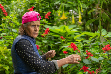 Senior woman working in a lush flower nursery