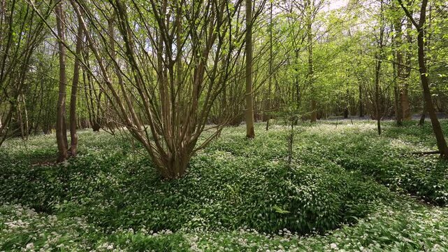 A beautiful British forest full of ground covering wild garlic
