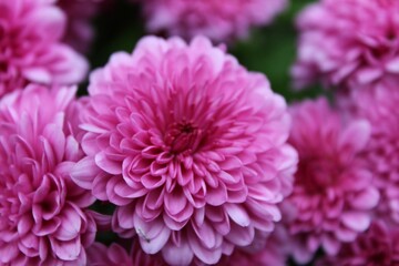 pink chrysanthemum flower