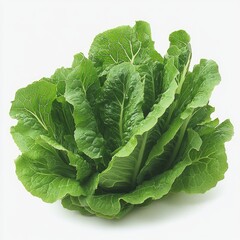 Obraz premium realistic and detailed Background of fresh Lettuce leaf arranged together on whole image