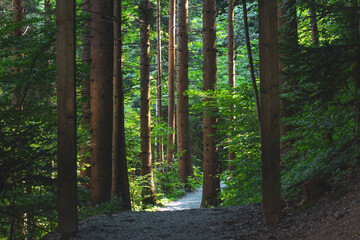 Grüner Wald Wanderweg