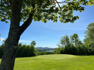 Trees on Gold Course