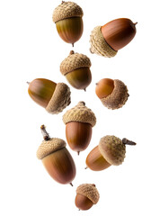 Group of acorn falling vertically freely on white background