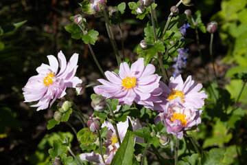 Pink Japanese anemone flowers in a summer garden. Anemone hupehensis