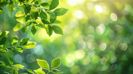 Sunlight Filtering Through Green Leaves
