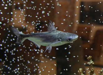 The close up of aquarium tank full of fish