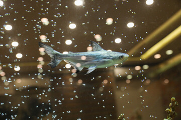 The close up of aquarium tank full of fish