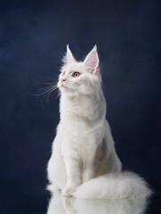 A regal white cat looks upward, its attention captured by something off-camera, set against a vibrant background. The image emphasizes the cat curious and attentive demeanor.