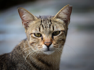 A detailed close-up of a tabby cat's face, capturing its intense and focused expression. Perfect for themes of animals, pets, or feline characteristics