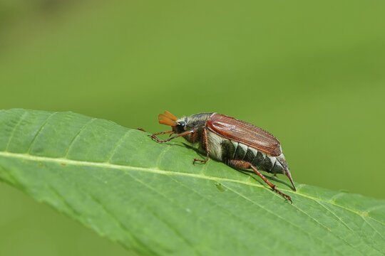 Northern cockchafer (Melolontha hippocastani), male, on a leaf of a horse chestnut (Aesculus hippocastanum), Wilnsdorf, North Rhine-Westphalia, Germany, Europe