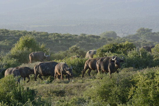 Cape Buffalos (Syncerus caffer), Addo Elephant National Park, Eastern Cape, South Africa, Africa