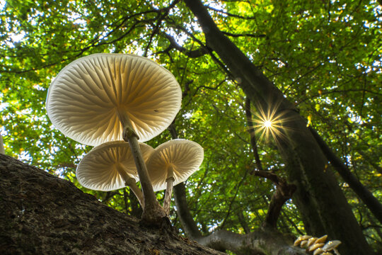 Porcelain fungi (Oudemansiella mucida) on a tree trunk, Hesse, Germany, Europe