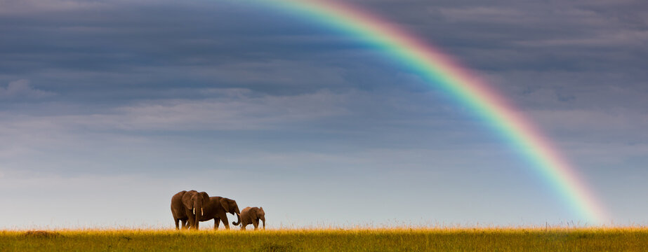 African elephants (Loxodonta africana) on the horizon, rainbow, Masai Mara National Reserve, Kenya, East Africa, PublicGround, Africa