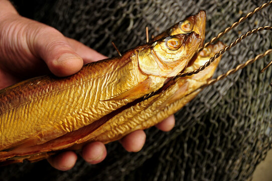 Smoked Whitefish (Coregonus hoferi) in the fish shop of the fisherman Thomas Lex on Fraueninsel, Women's Island, Lake Chiemsee, Chiemgau, Bavaria, Germany, Europe