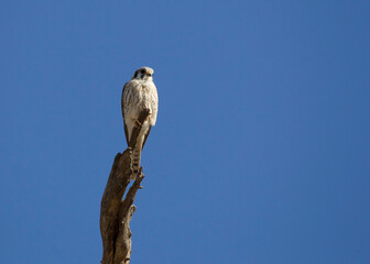 Small hawk perching on a large branch of a eucalyptus tree