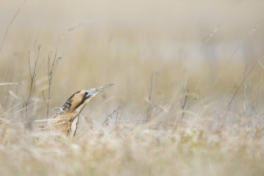Eurasian bittern (Botaurus stellaris), head and shoulders above the reeds, National Park Lake Neusiedl, Burgenland, Austria, Europe