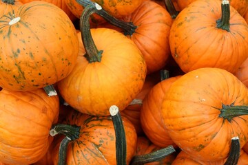 pumpkins to be picked