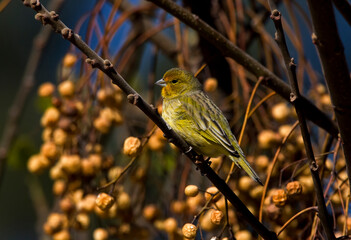 Yellow goldfinch bird on the branches of a tree