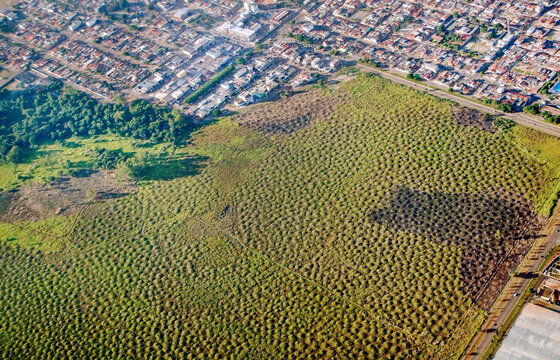Aerial view of Murundum field, a type native vegetation under threat of extinction which features a flat area, flooded in the rainy season, which are inserted countless hillocks of land. Brasilia, BR