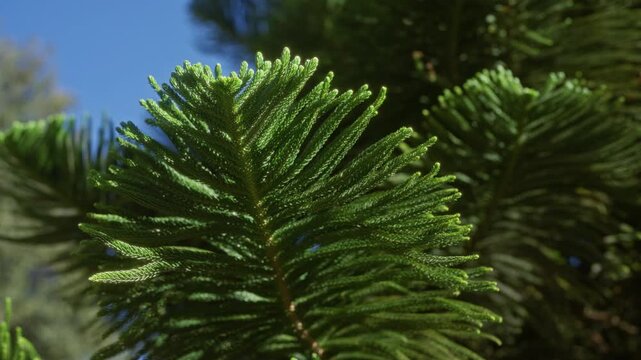 Close-up of a vibrant, green araucaria excelsa tree branch outdoors in puglia, italy, under a clear blue sky, showcasing detailed foliage and natural textures.