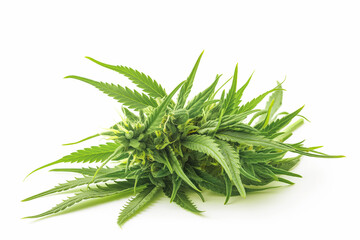 High-grade marijuana bud, rich in trichomes and with visible hairs, showcasing its potency, isolated on a white background