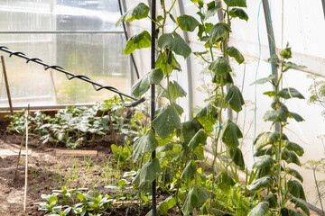 Spraying chemicals on cucumbers to prevent from whiteflies - Greenhouse