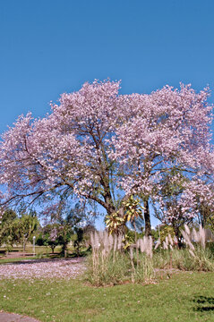 Ceiba speciosa Paineira Pink tree, Ceiba speciosa, The silk floss tree is a species of deciduous tree native to the tropical and subtropical forests of South America. Brasilia, Brazil, 2018