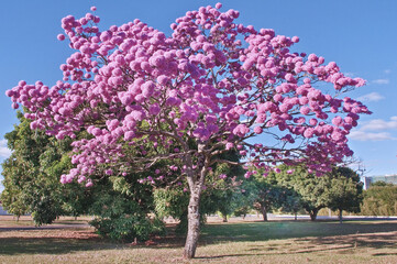 Fototapeta premium Ipe Roxo Tree, Tabebuia Impetiginosa, or Pink Lapacho, or Purple Trumpet Tree. Its Bark is extracted to treat a flue and helps lower blood sugar levels. Brasilia, Brazil, 2018 