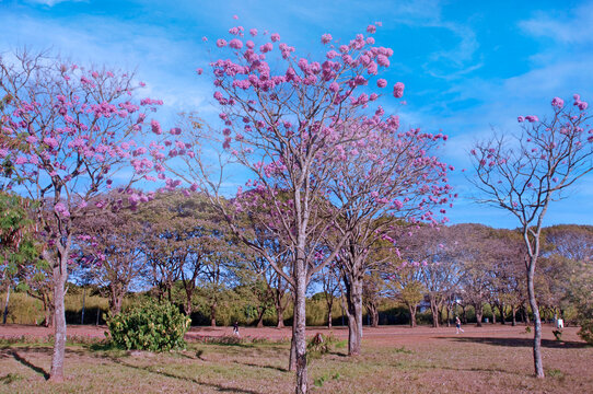 รูปภาพChonta – เลือกดูภาพถ่ายสต็อก เวกเตอร์ และวิดีโอ304 | Adobe Stock
