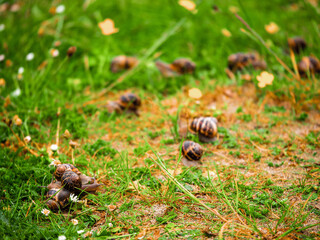 Big snails gathered on a field during mating season. Abstract dating and meeting new love flame concept. Growing theme.