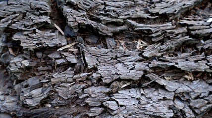 dark brown old wood tree texture. vintage.classic