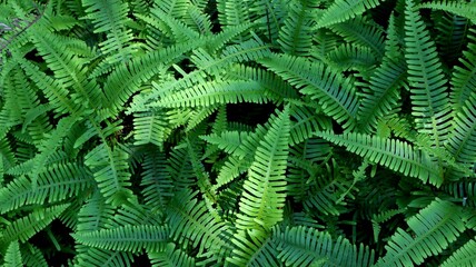 fresh green fern leaves for texture background