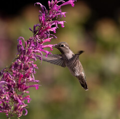 hummingbird on flower