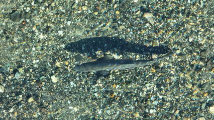 Trout Fish At Bariloche In Rio Negro Argentina. Spawning Scene. Icy River. Patagonia Landscape....