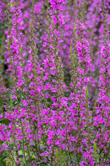 Naklejka premium Gewöhnlicher Blutweiderich (Lythrum salicaria)