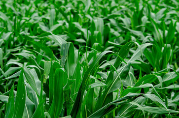 maiz, siembra, arboles de maiz, plantas, plantacion, verde, plantio de maiz, pasto