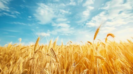 Naklejka premium A golden field of wheat swaying gently in the breeze under a clear blue sky, symbolizing abundance and nature's bounty.