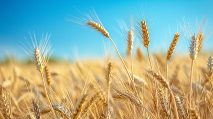 Obraz premium A golden field of wheat swaying gently in the breeze under a clear blue sky, symbolizing abundance and nature's bounty.